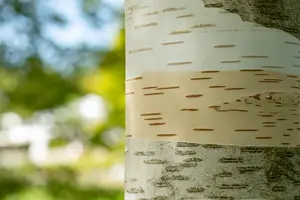 Betula 'Bono' - 200-250 CM C20 - image 4