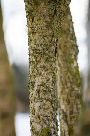 Betula medwediewii - 80-100 CM C7.5 - image 2