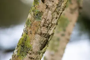 Betula medwediewii