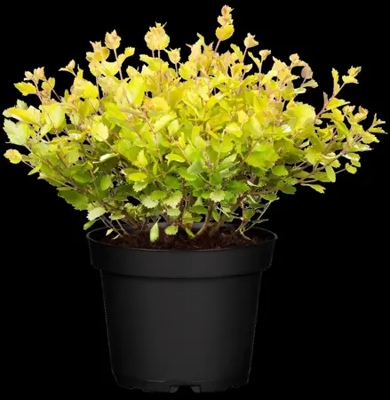 Betula nana 'Golden Treasure' - 30-40 CM C4