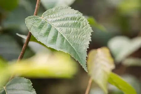 Betula nigra - MULTISTEM 250-300 CM C45 - image 5