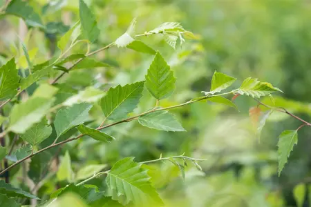 Betula nigra - 25-30 CM C2 - image 4