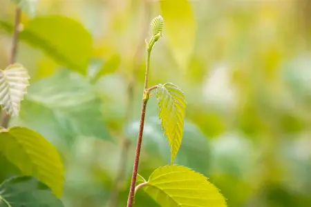 Betula nigra - 200-250 CM C50 - image 1