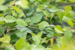 Betula nigra 'Black Star' - 200-225 CM C15 - image 2