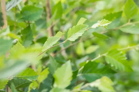 Betula nigra 'Black Star' - 200-225 CM C15 - image 3
