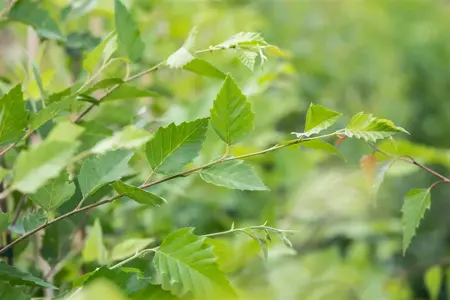 Betula nigra 'Black Star' - 200-225 CM C15 - image 4