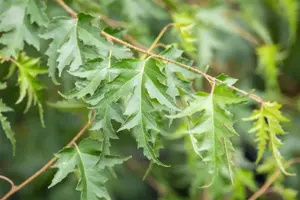 Betula p. 'Crispa' - 150-175 CM C4 - image 3