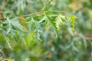 Betula p. 'Crispa' - STDS 18-20 CM RB - image 4