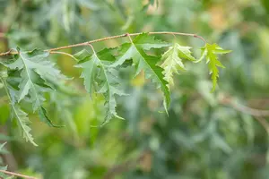 Betula p. 'Crispa' - STD 8-10 CM CONT     - image 4