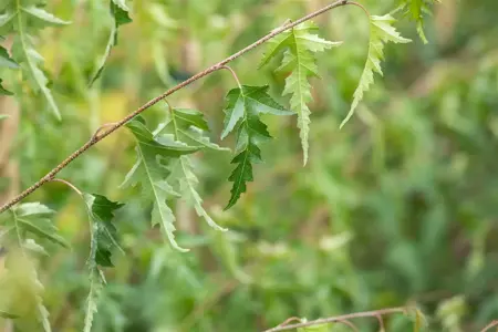 Betula p. 'Crispa' - 150-175 CM C4 - image 2