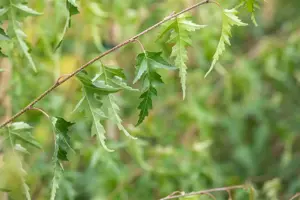 Betula p. 'Crispa' - 80-100 CM C3 WHIP - image 2