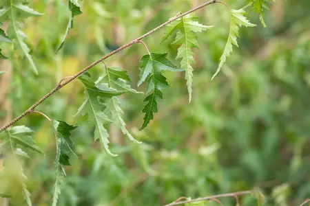 Betula p. 'Crispa' - STD 8-10 CM CONT     - image 2