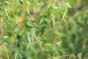 Betula p. 'Crispa' - STD 8-10 CM CONT     - image 2