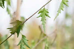 Betula p. 'Crispa'