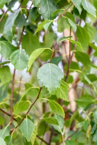 Betula pen. 'Fastigiata'