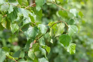 Betula p. 'Fastigiata'
