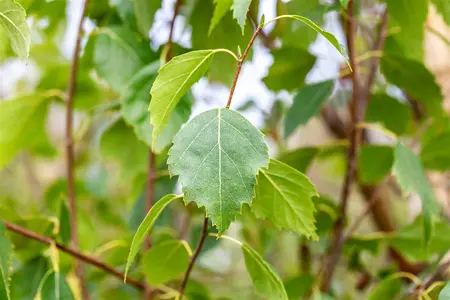 Betula pen. 'Fastigiata' - 30-40 CM C3 - image 2
