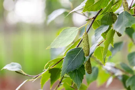 Betula pen. 'Fastigiata' - 30-40 CM C3 - image 3
