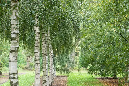 Betula p. 'Fuzzy Feathers' - 40-60 CM C3 - image 2