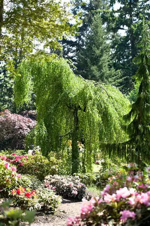 Betula p. 'Long Trunk' - 200-250 CM C20