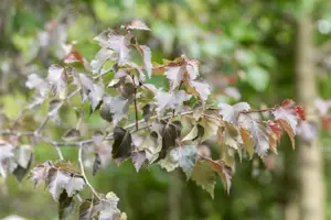 Betula p. 'Purpurea'