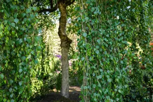 Betula p. 'Tristis'
