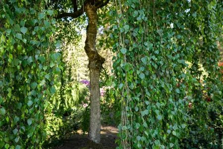 Betula p. 'Tristis' - STDS 16-18 CM RB