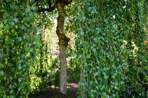 Betula p. 'Tristis'