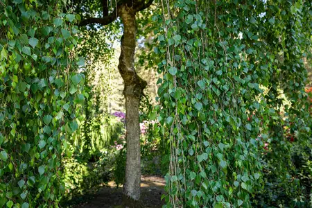 Betula p. 'Tristis' - STD 14-16 CM CONT