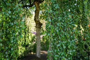 Betula p. 'Tristis' - STD 14-16 CM CONT