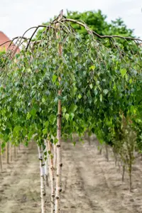 Betula p. 'Youngii' - STAM 180 CM, OMTREK 4-6 CM C15 - image 5