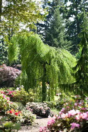 Betula p. 'Youngii' - 175-200 CM C10 - image 1