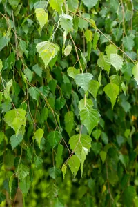 Betula p. 'Youngii' - STD 18-20 CM CONT - image 5