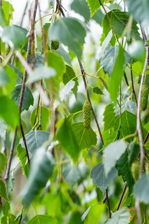 Betula p. 'Youngii' - 180 STEM C15 - image 4