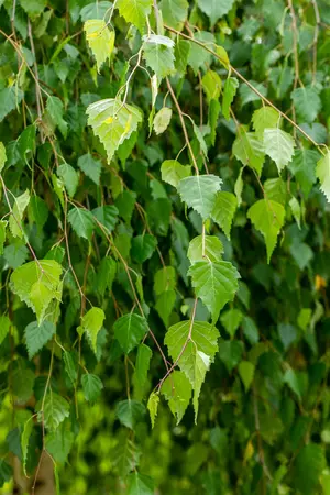 Betula p. 'Youngii' - 180 STEM C15 - image 5