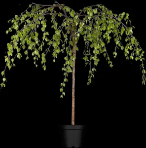 Betula p. 'Youngii' - STAM 180 CM, OMTREK 4-6 CM C15 - image 3