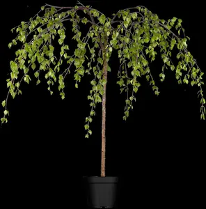 Betula p. 'Youngii' - 175-200 CM C10 - image 3