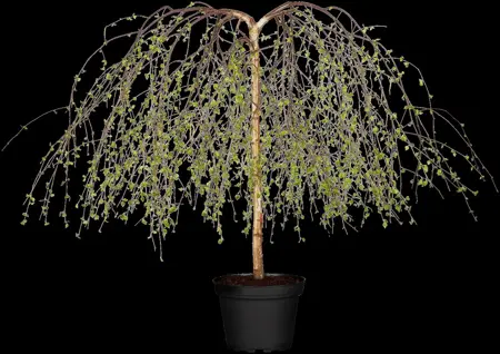 Betula p. 'Youngii' - STAM 180 CM, OMTREK 4-6 CM C15 - image 4