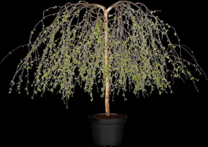Betula p. 'Youngii' - STAM 180 CM, OMTREK 4-6 CM C15 - image 4