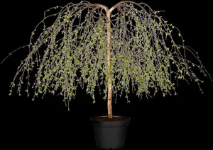 Betula p. 'Youngii' - 175-200 CM C10 - image 4
