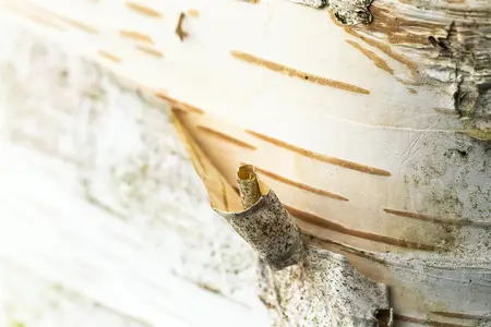 Betula papyrifera - 40-60 CM P9