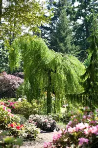BETULA pend YOUNGII