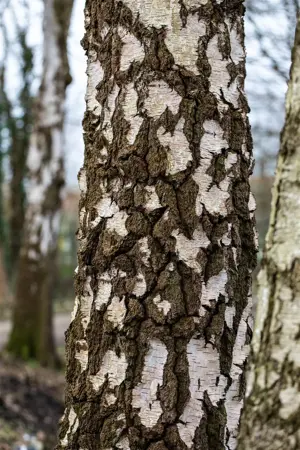 Betula pendula - 60-80 CM C2 - image 3