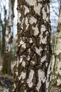 Betula pendula - 60-80 CM C2 - image 3