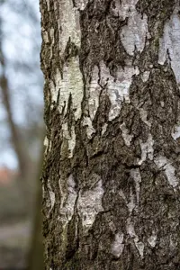Betula pendula - MULTISTEM 200-250 CM C20 - image 4