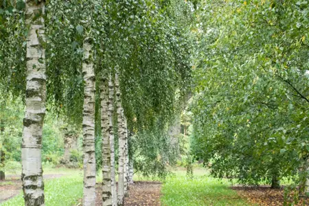 Betula pendula - SOLITAIR 250-300 CM RB - image 2