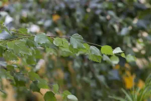 Betula pendula - MULTISTEM 200-250 CM C20 - image 1