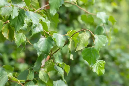 Betula pendula - MULTISTEM 200-250 CM C20 - image 5