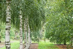 Betula pendula - MULTISTEM 300-350 CM RB - image 2