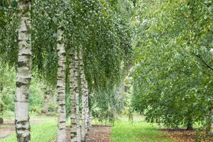 Betula pendula - 60-80 CM P9 - image 2